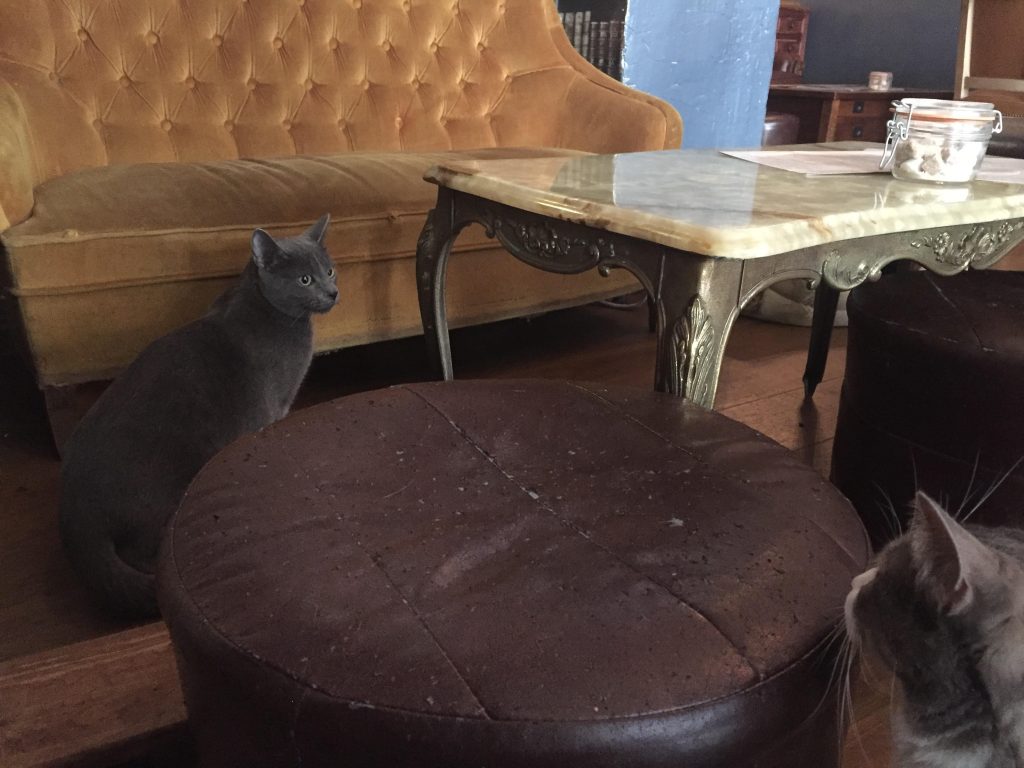 ristoranti insoliti parigi cafe des chats